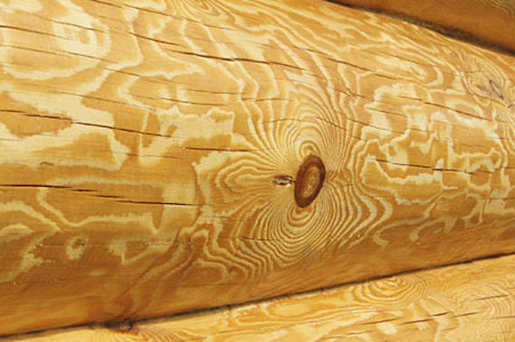 listvennica_texture listvennica_texture